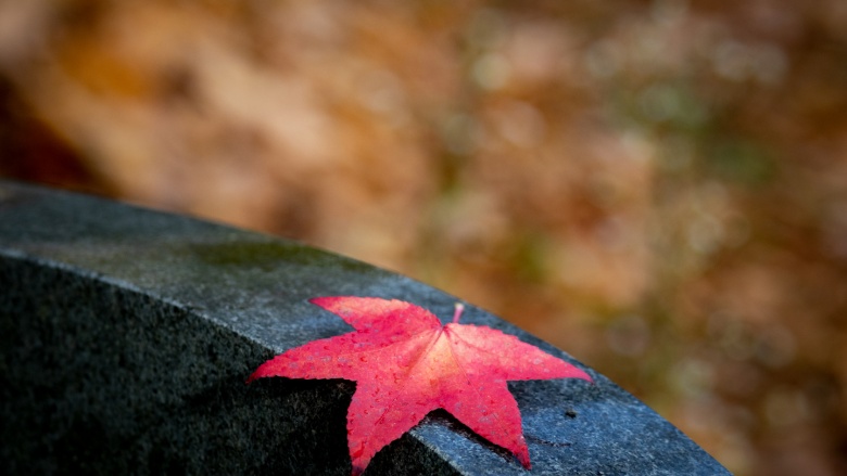 Blatt auf einem Grabstein